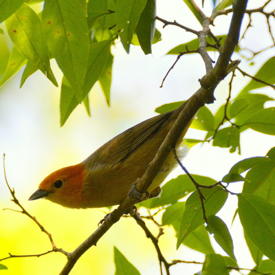 Rust and Yellow Tanager